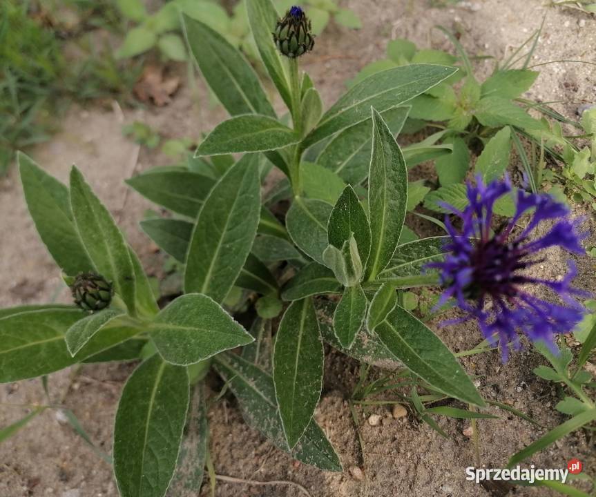 Chaber górski kwiaty niebieskieWieloletnia Łódź