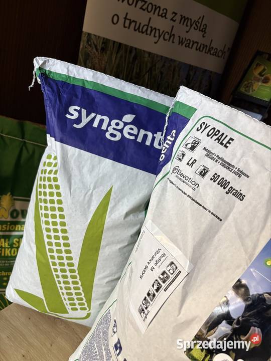 Kukurydza Syngenta SY Opale Pozostałe sprzedam