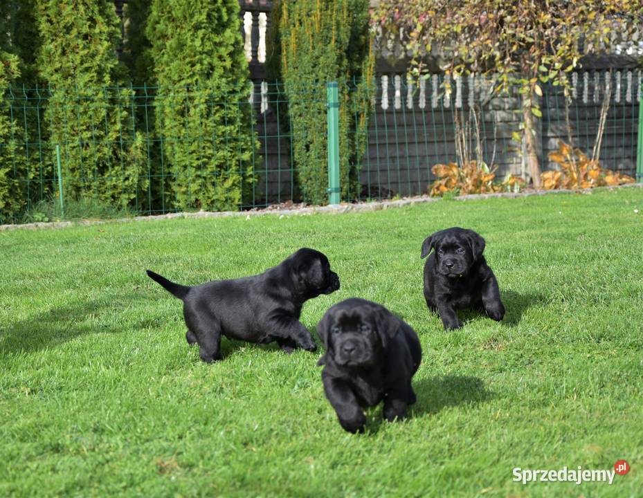 Szczenięta Labrador Retriever ZKwp FCI Jaskrów