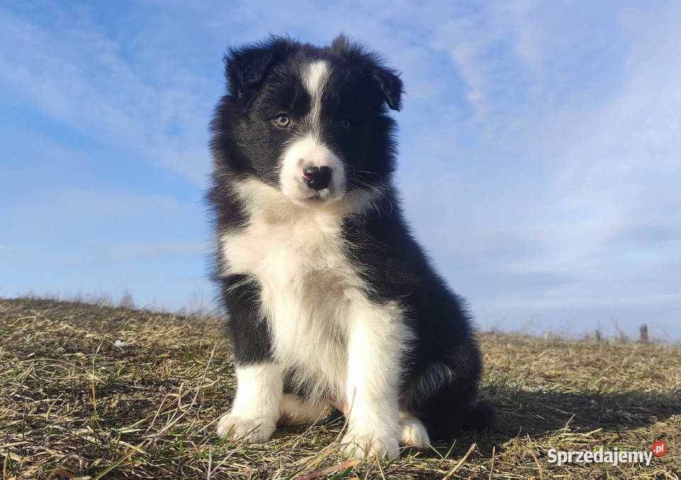 Szczenię Rasowy Pies Border Collie z Hodowli