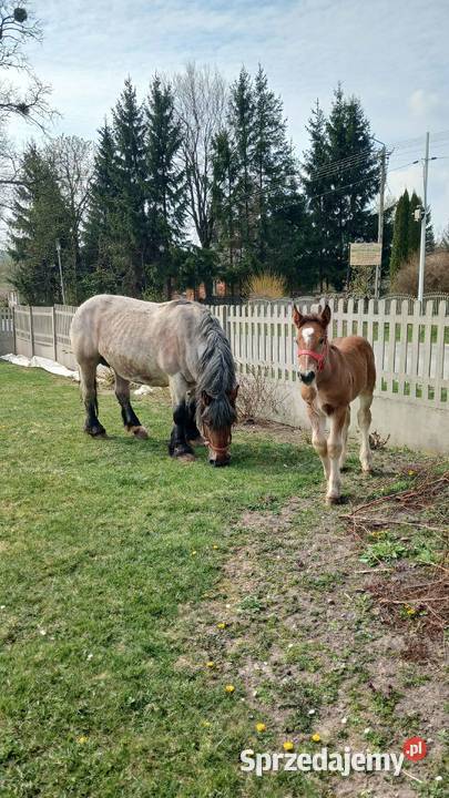 Koń zimnokrwisty Konie Żółkiewka-Osada