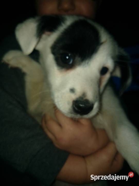 Słodkie kundelki Radziszów