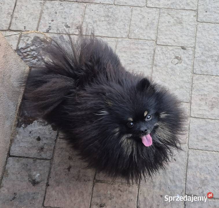 Suczka pomeranian 2 lata mazowieckie Radom