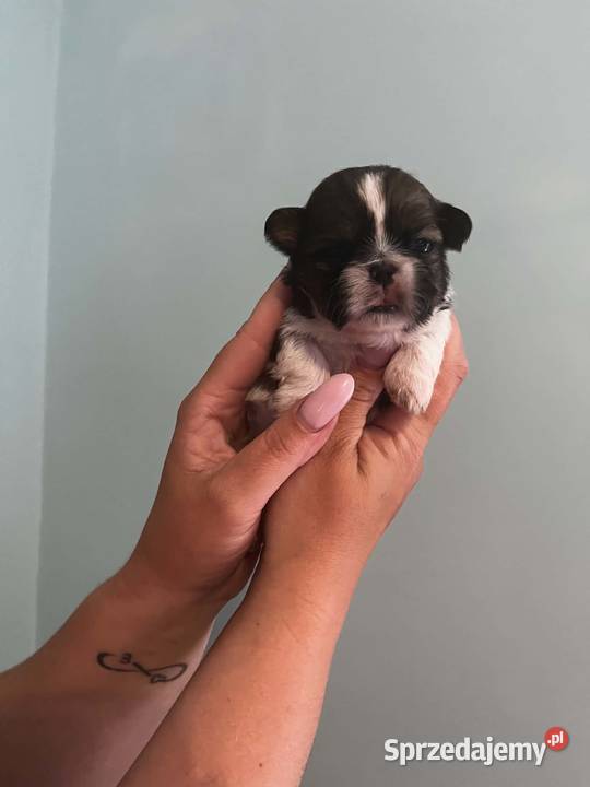 Mini sunia shih tzu Ciechocin