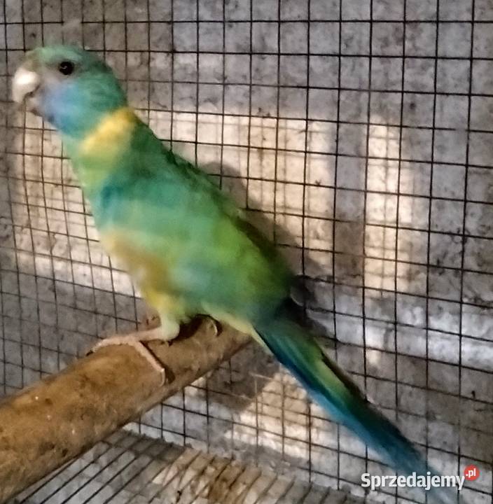 Papugi aleksandrety obrożnej Wodzisław Śląski