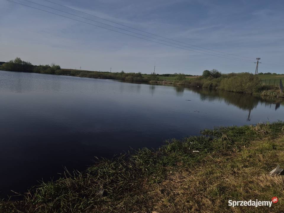Łowisko prywatne bagno z rybami skrzydłowo 83404 1000m2 pomorskie sprzedam