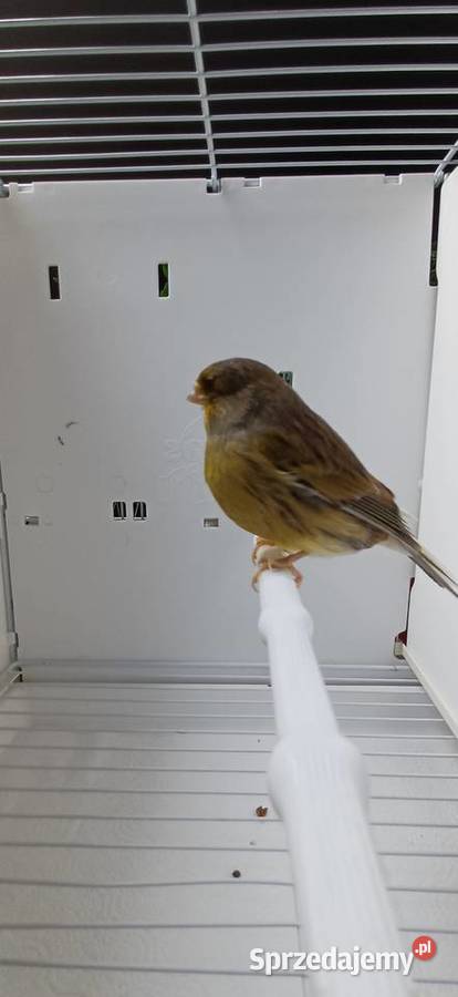 Kanarki gloster korona samce