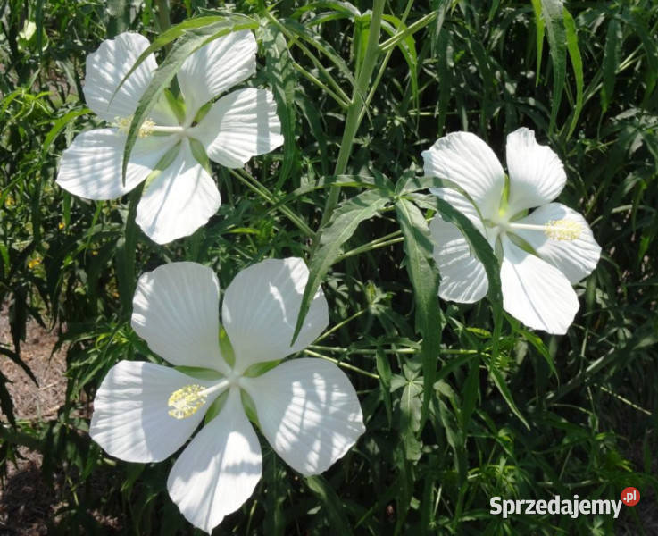 KETMIA BYLINOWA ALBIFLORUS sadz w doniczkach Ustronie