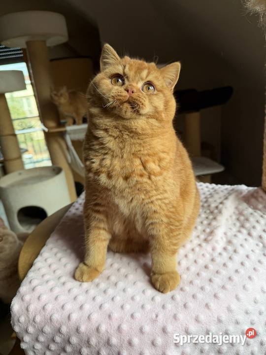 Piękny rudy kocurek z legalnej hodowli Perła Brytyjski sprzedam