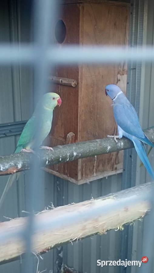 Aleksandretta Wieki i Chińska Zator sprzedam