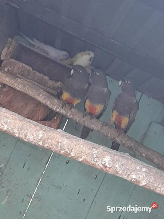 Konury patagońskie patagonki Ptaki Skała