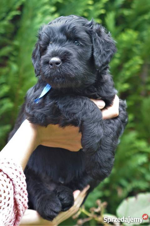 Czarny Terier szczeniaki ZKWPFCI Szczecin