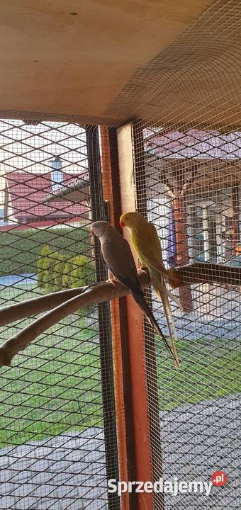 Aleksandretta Aleksandretty obrożne opolskie Solarnia