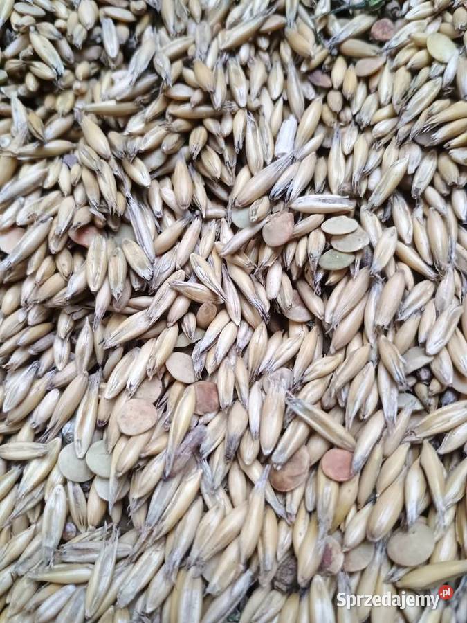 Owies soczewica zielona sprzedam