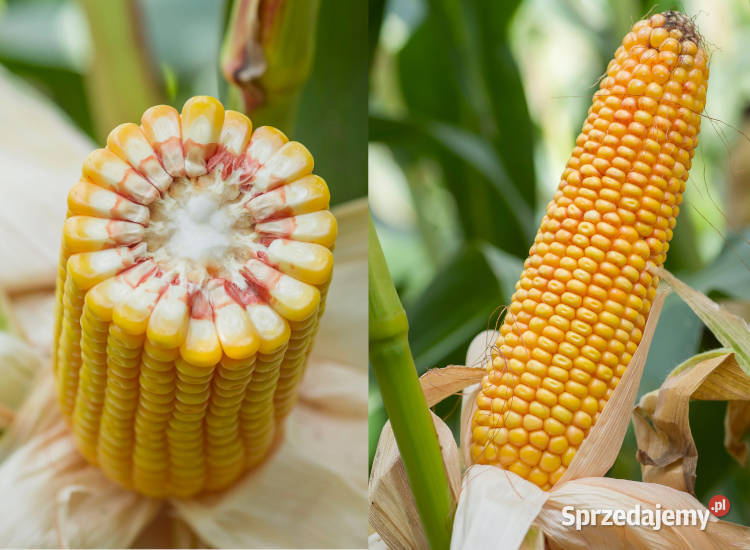 Materiał siewny kukurydza SM Wawel FAO 230240 Złotów