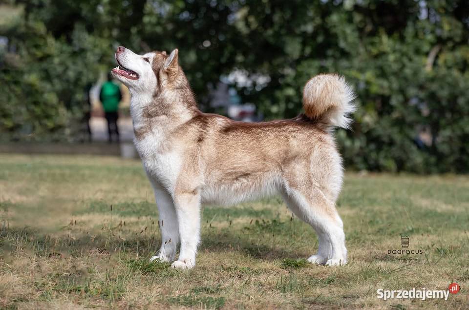 Alaskan Malamute jesień 2026 Arctic Challenge mazowieckie Wesoła