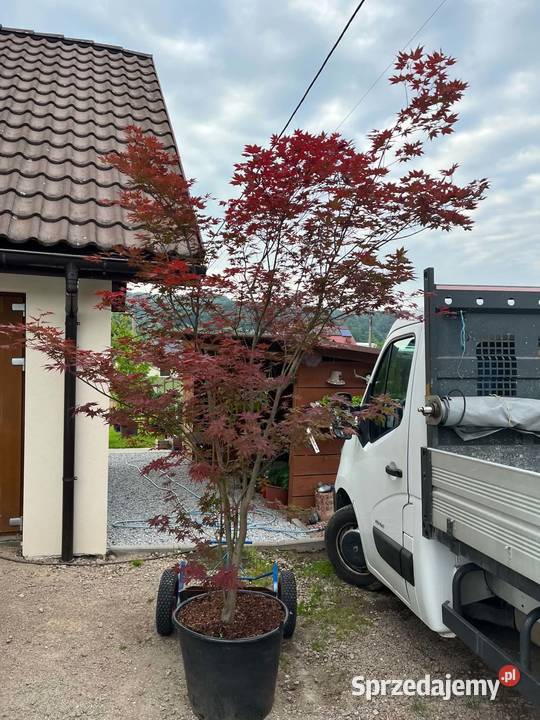 klon palmowy japonski 280