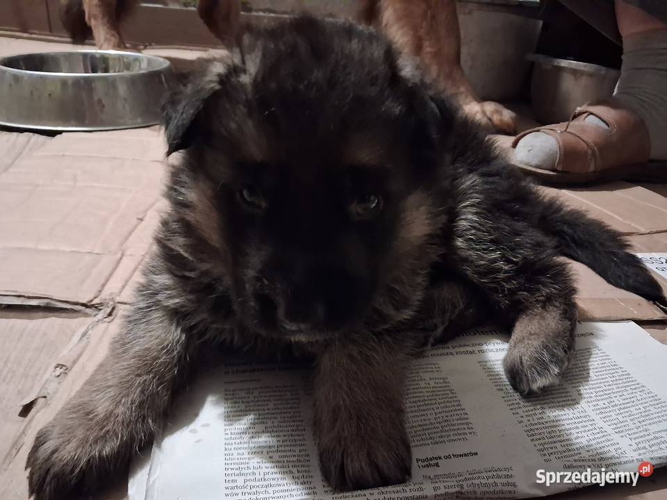 Rasowe Owczarki Niemieckie Niepołomice