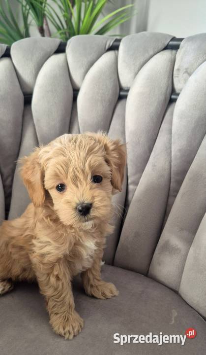 Maltipoo suczki gotowe w lutym