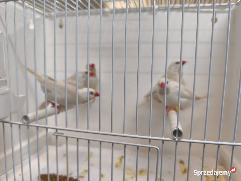 Amadyny Ostrosterne Różne Mutacjr sprzedam