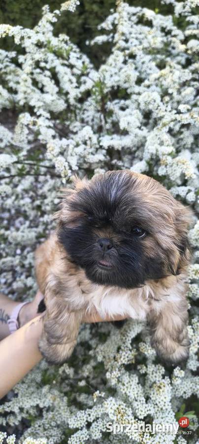 Szczeniak shihtzu Twardocice