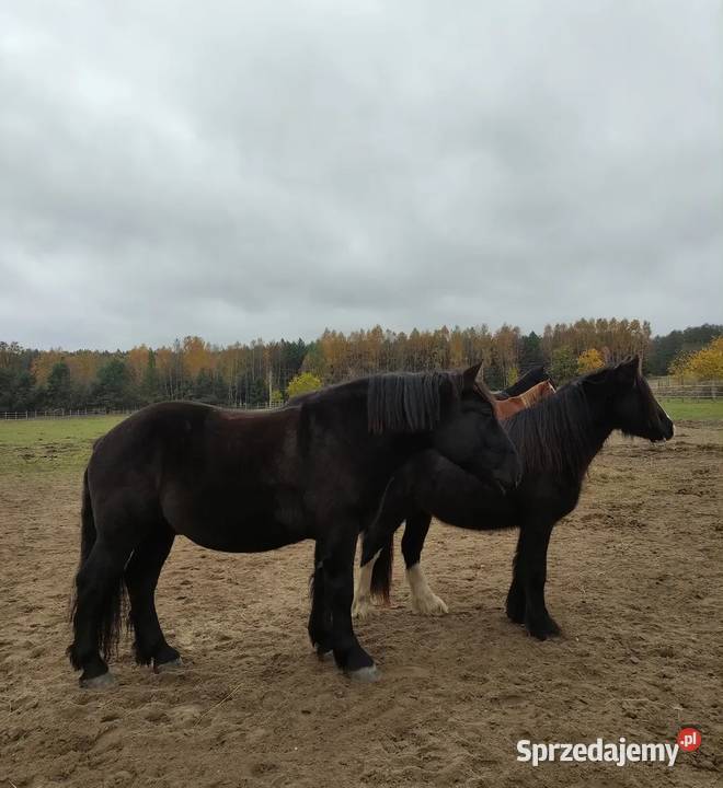 Sprzedam karego wałacha PKZ około 160 Oleśnica