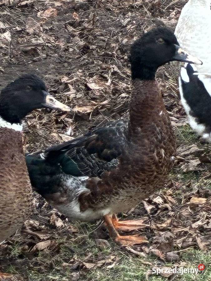 Sprzedam kaczory Ostrzeszów