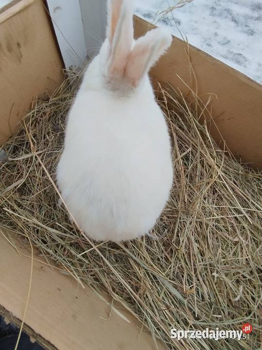 Samica nowozelandzka Szubin