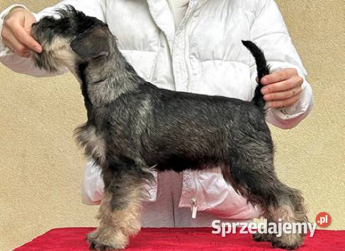 Sznaucer miniaturowy Warszawa