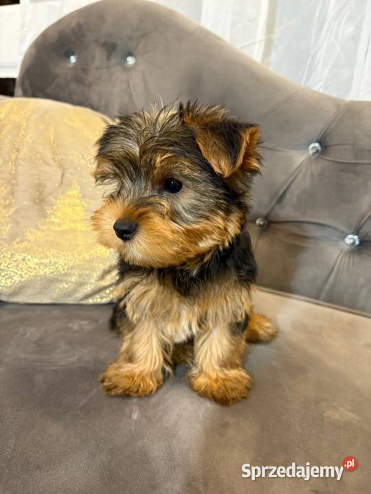 Yorkshire terrier sprzedam