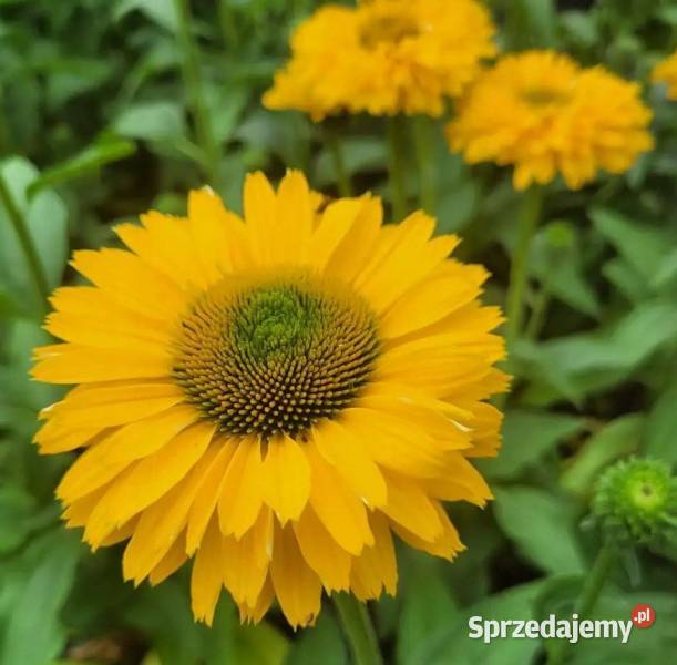 JEŻÓWKA SUN SEEKERS GOLDEN SUN sadzonki w Ustronie