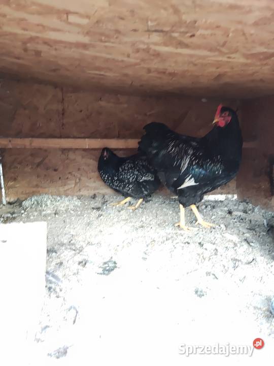 Sprzedam zwierzęta widoczne na zdjęciach Tanio Kraśnik sprzedam