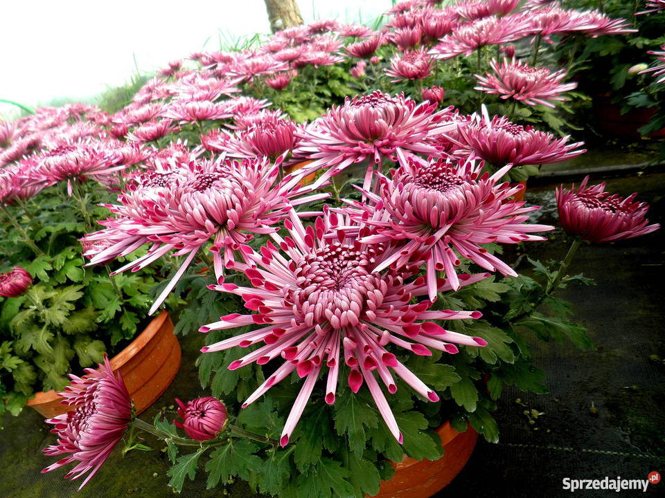 Sprzedam CHRYZANTEMY świętokrzyskie