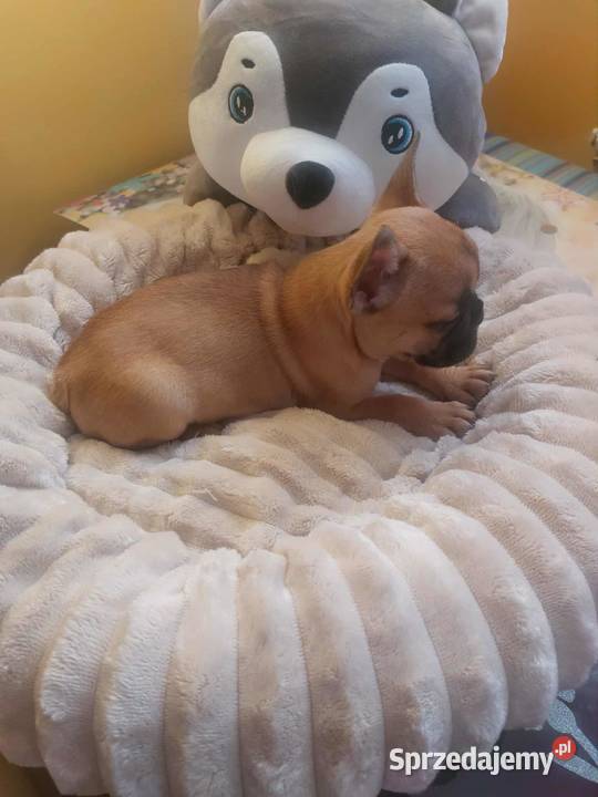 Suczki buldog francuski Płońsk