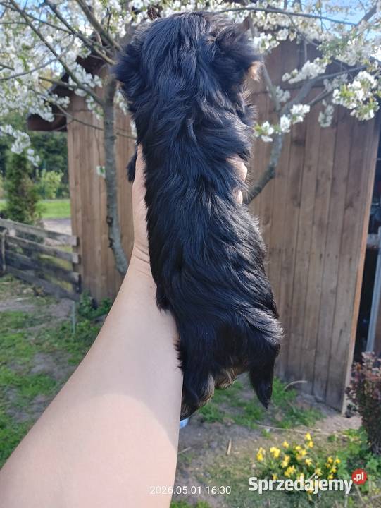 Yorkshire terrier dziewczynka śląskie Mochała sprzedam