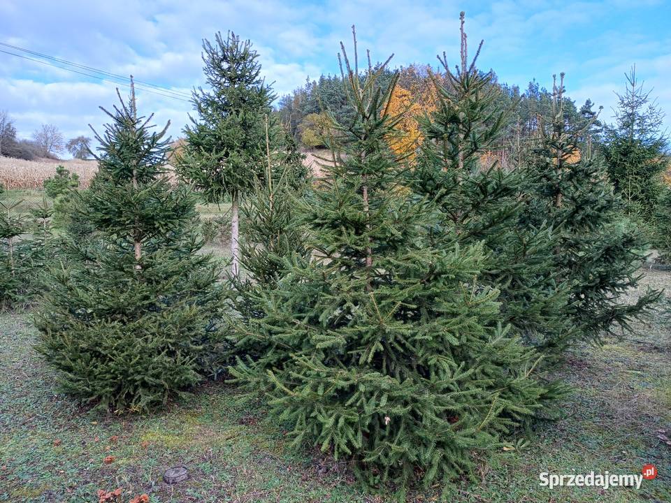 Choinki Świerk Jodła Sosna Golub-Dobrzyń sprzedam