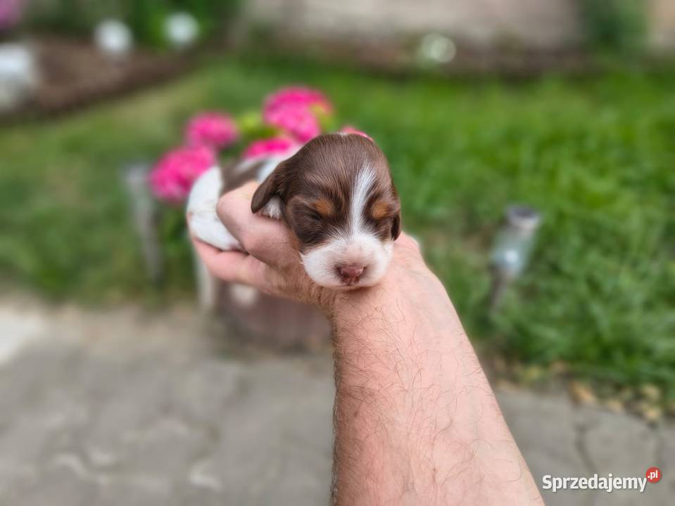 Jamnik długowłosy Piebald Choco Czekoladowy Zwierzęta łódzkie Żychlin