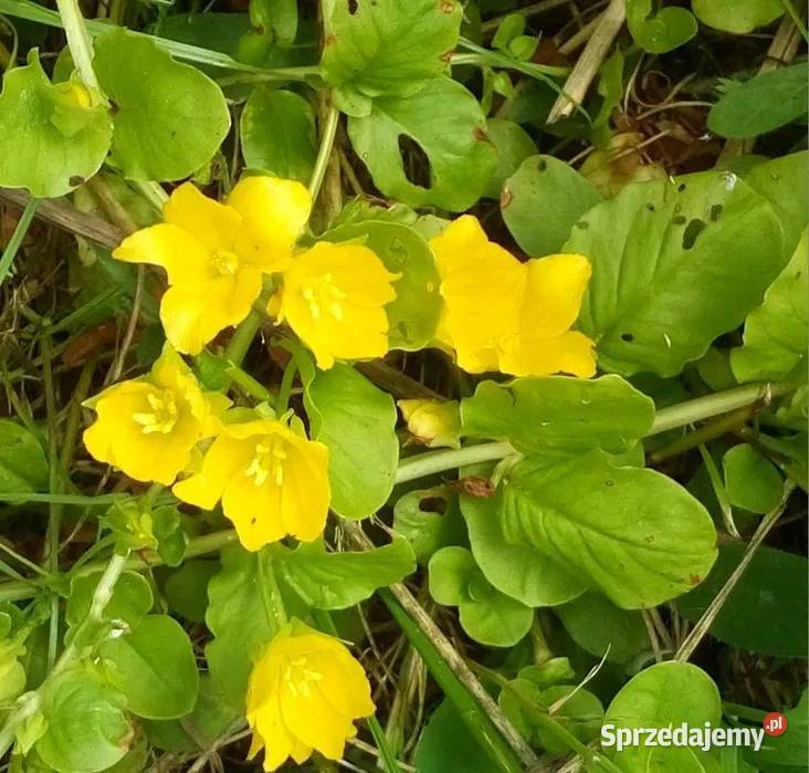 Tojeść rozesłana 15 sztuk sadzonek Gdynia