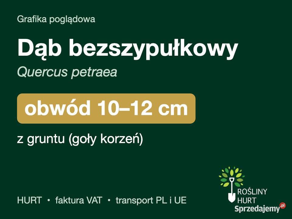 Dąb bezszypułkowy Quercus petraea obwód 1012 z Liściaste