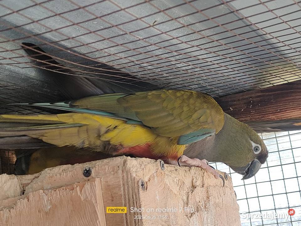 Patagonki pary samice konury Parzno