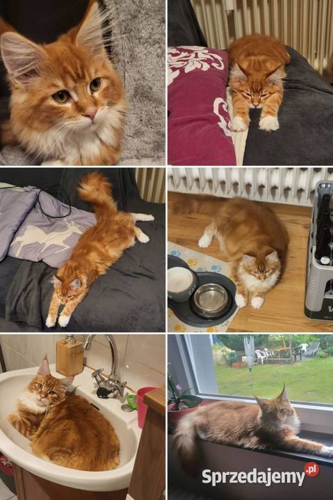 zapowiedź miotu Maine Coon Starogard Gdański sprzedam