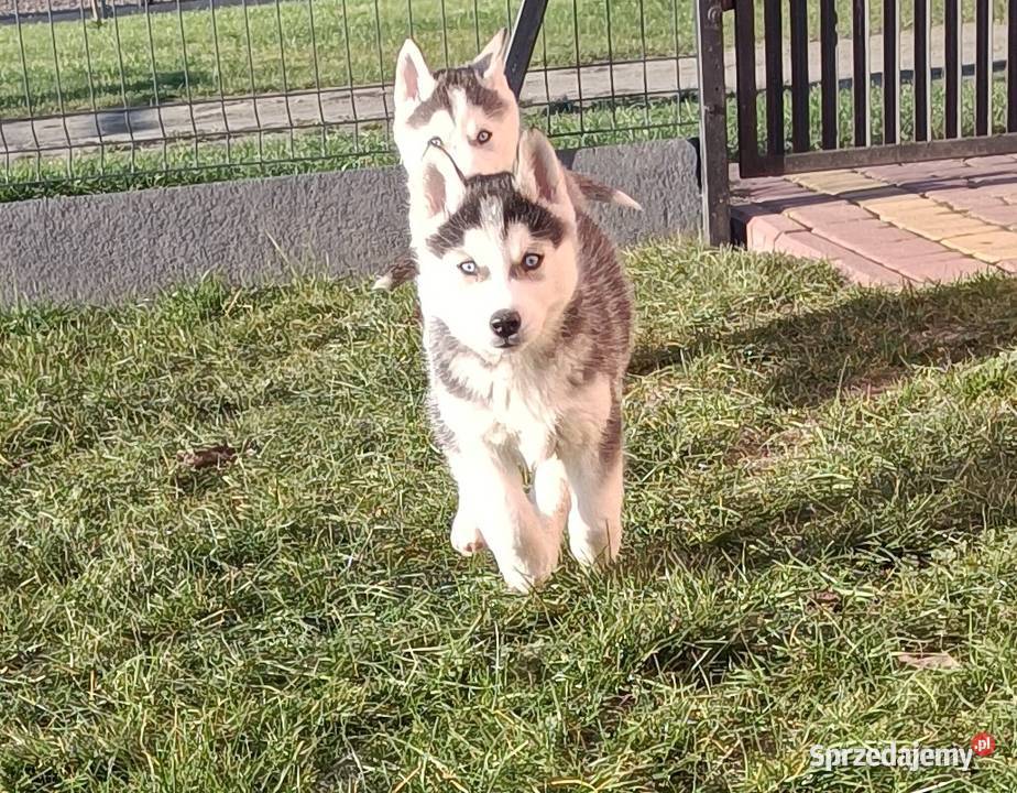 Szczeniaczki Siberian husky gotowe do Krośniewice