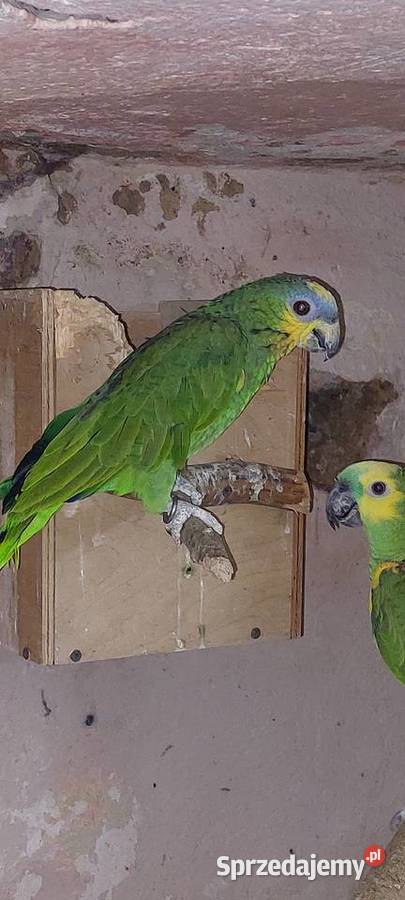 Amazonka modrobrewa kurika samica Wodzisław Śląski sprzedam