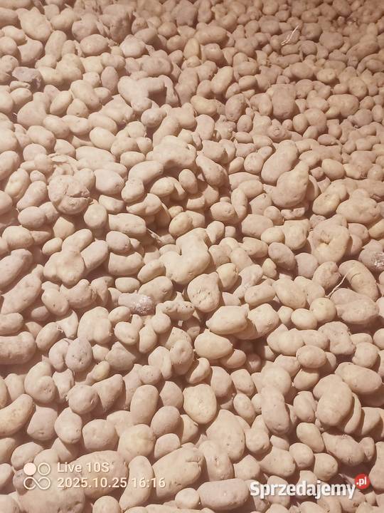 Ziemniaki smaczne Ignacy Suwałki