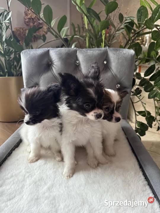 Papillon Spaniel kontynentalny miniaturowy Dudki