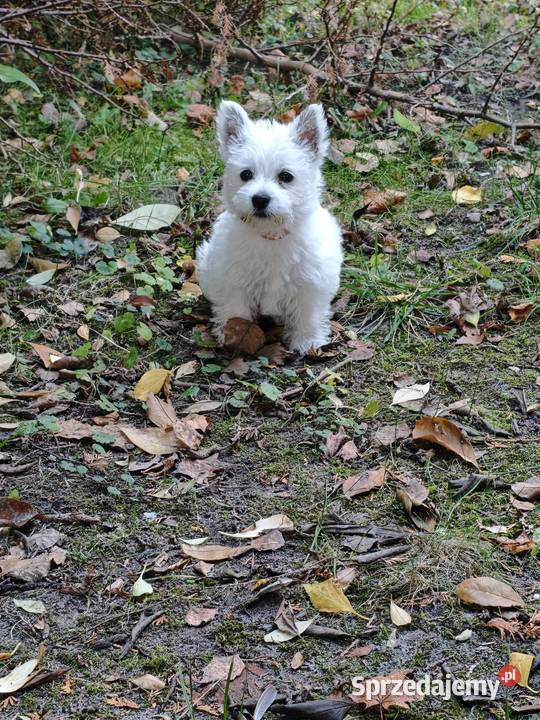 Suczka rasy West Highland White Terrier terrier Gościszewo sprzedam