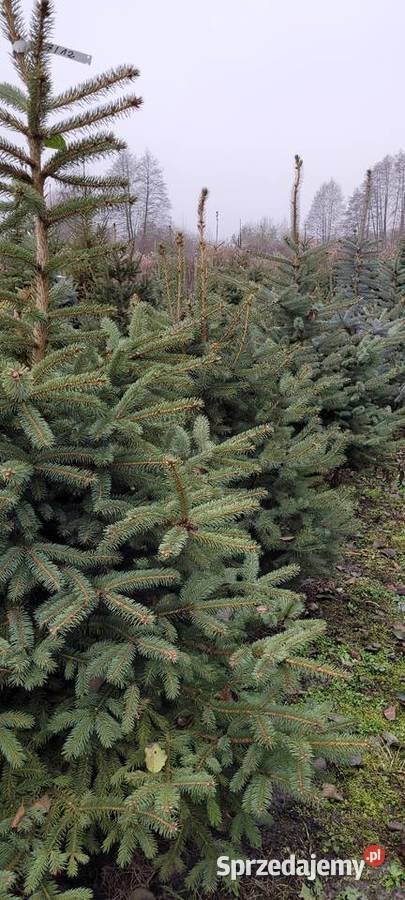 choinka choinki Chodzież
