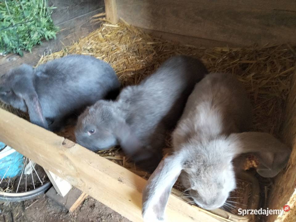 Sprzedam króliki rasy Baran Francuski Niebieski Zdany