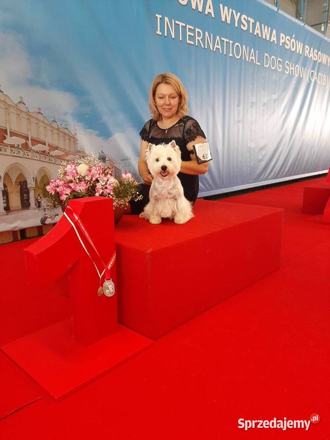 Do odbioru piesek suczka Championach West Psy mazowieckie Chrośla
