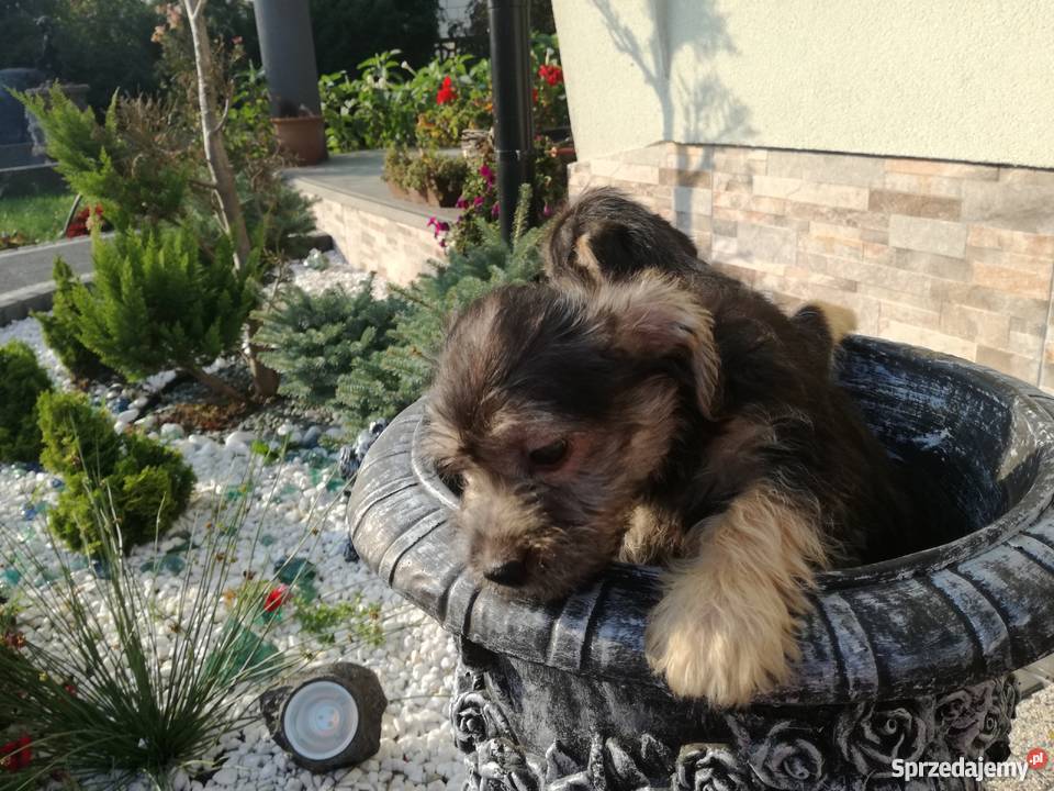 Shih tzu mix łódzkie Radomsko